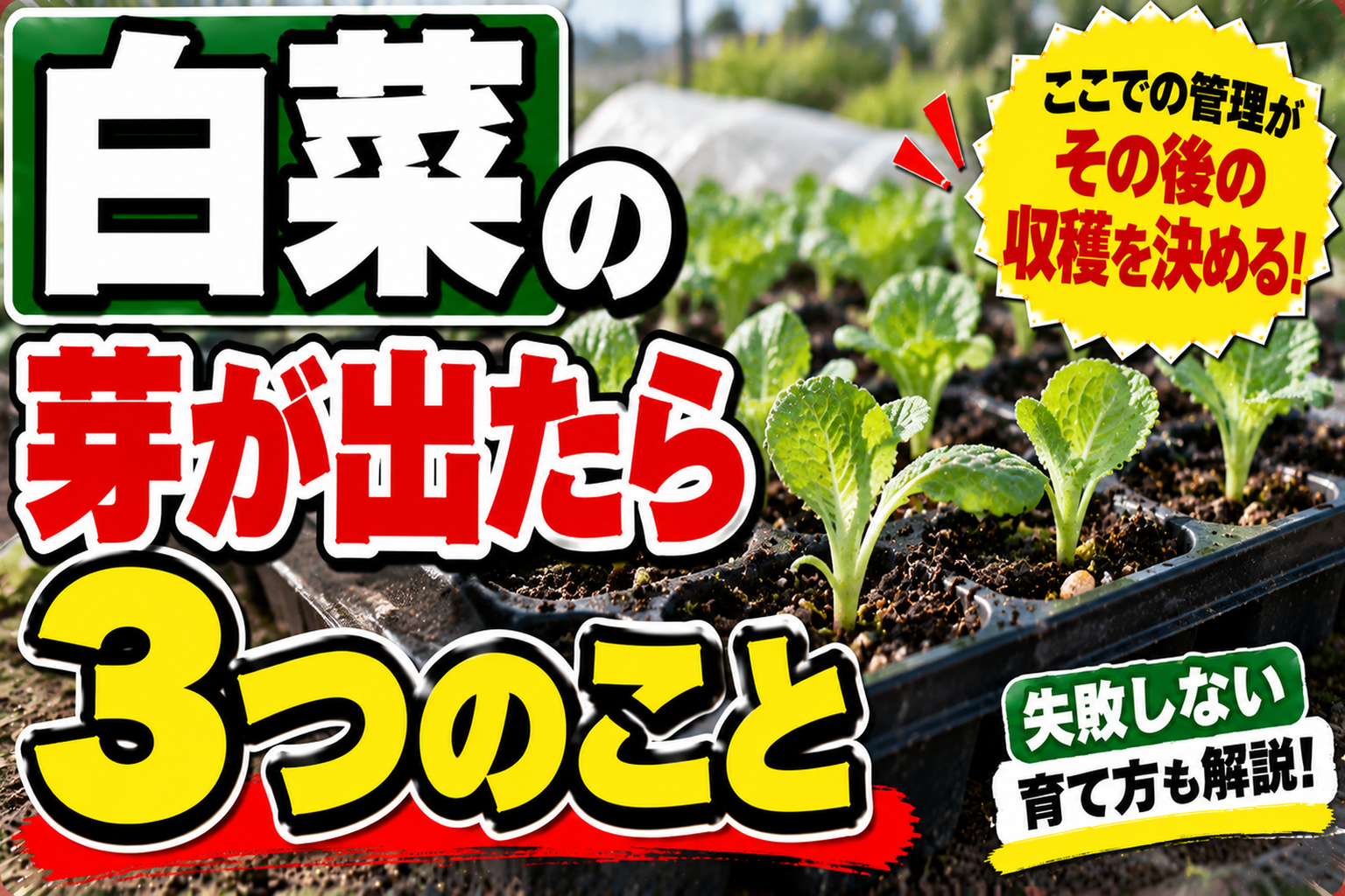 白菜は発芽したあとの数日で9割決まります｜徒長させない3つの鉄則