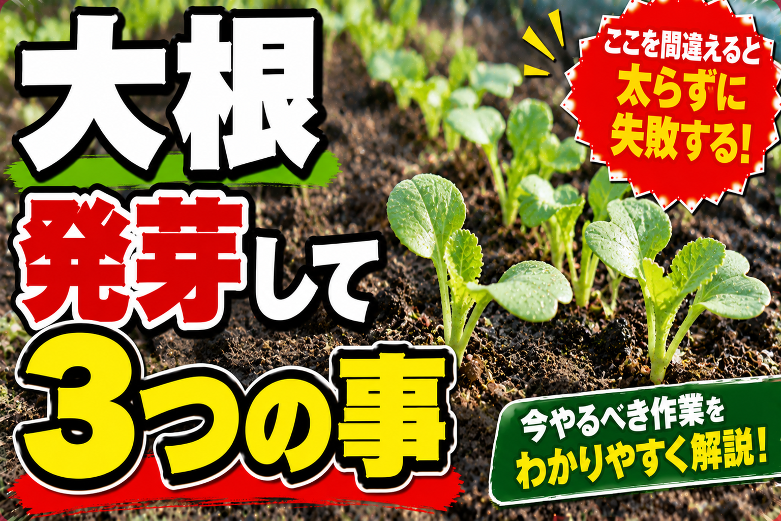 大根は発芽したあとの1か月で決まります｜間引き・土寄せ・害虫対策の3つの鉄則