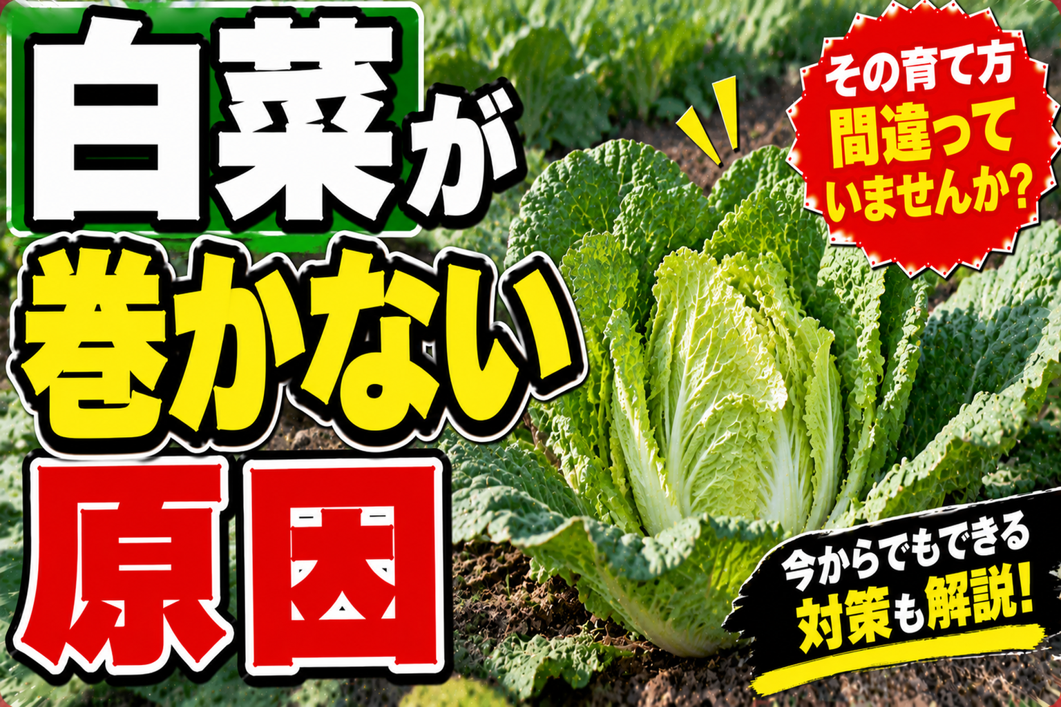 白菜が巻かない原因は9月の追肥でした｜失敗しない3つのタイミング