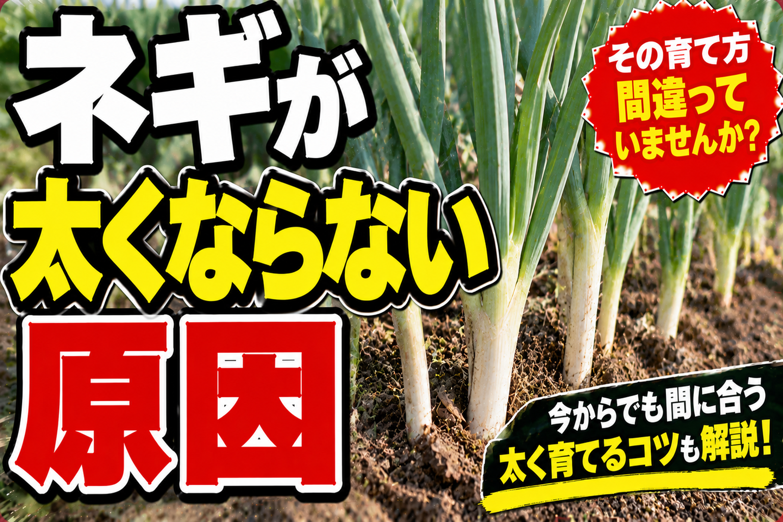 ネギが太らない原因は土寄せでした｜秋に一気に太らせる3つのコツ