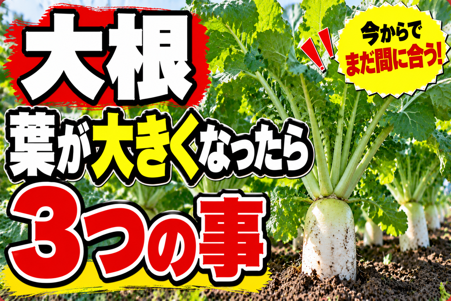 大根が太らない原因は2本残しでした｜葉が大きくなったらやる3つの作業