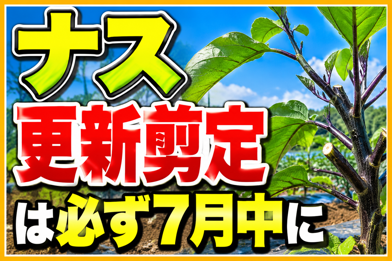 ナスの更新剪定は必ず7月中に！秋ナスが穫れる3つの作業