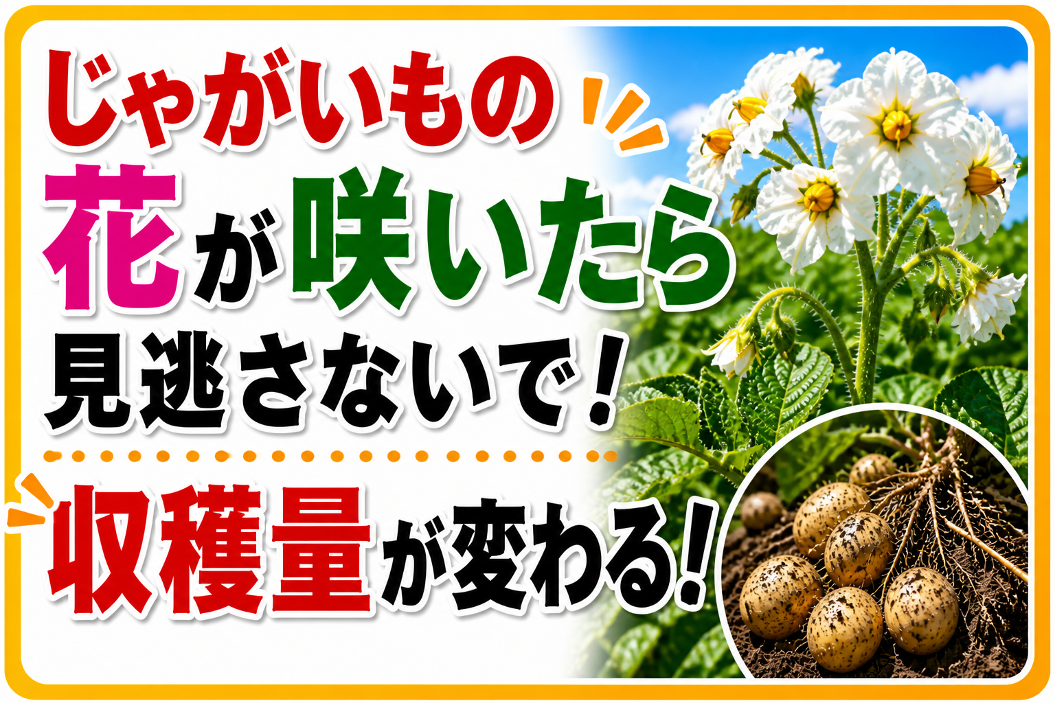 じゃがいもの花が咲いたら見逃さないで！収穫量が変わる大事な3つの作業