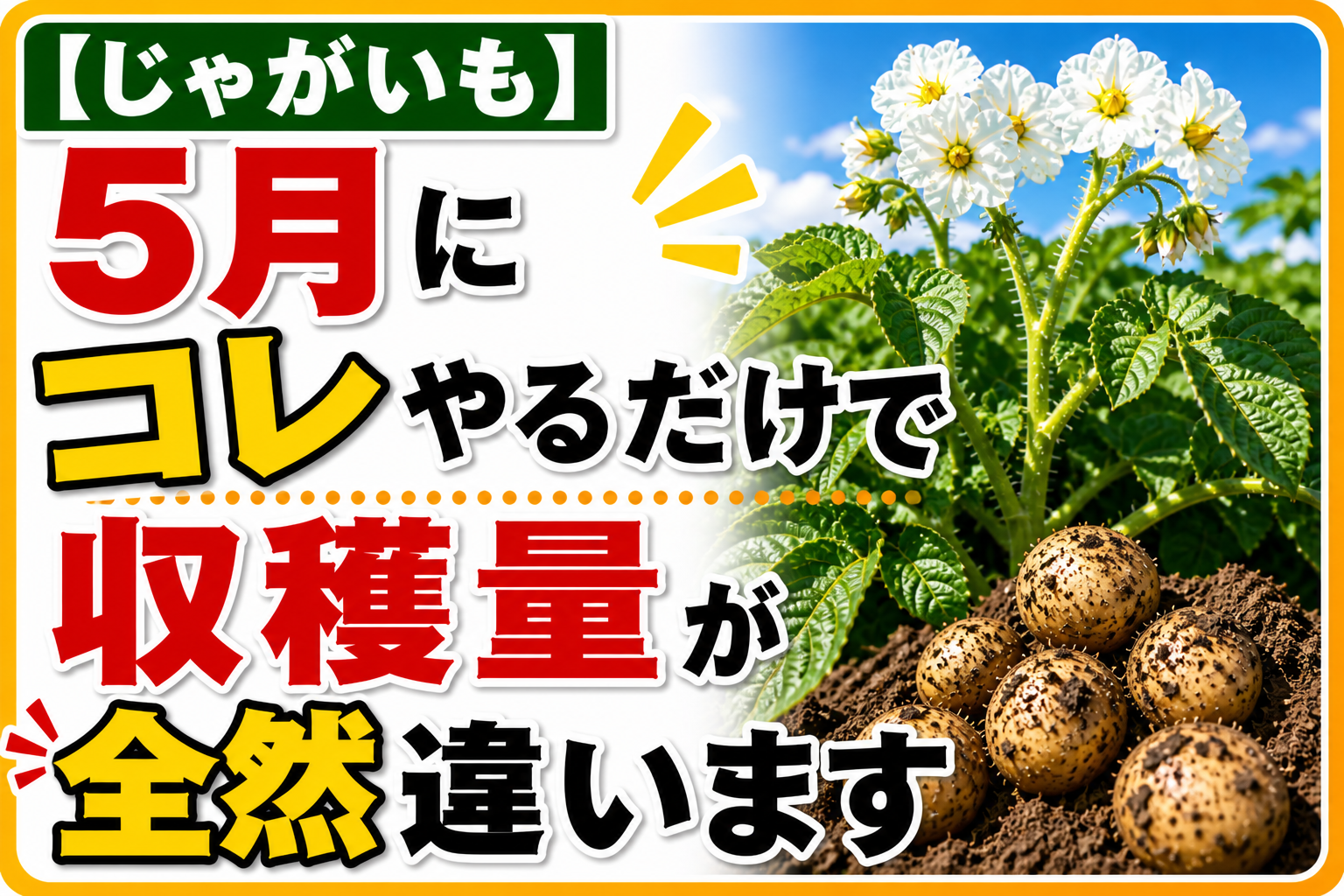 【じゃがいも】5月にこの3つをやるかどうかで収穫量が全然違います｜芽かき・土寄せ・追肥