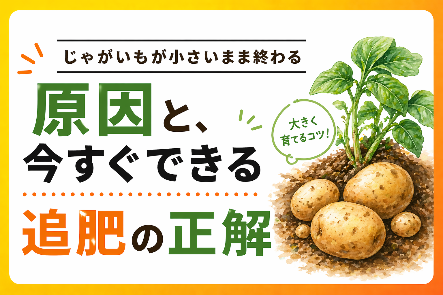 じゃがいもが小さいまま終わる原因と、今すぐできる追肥の正解