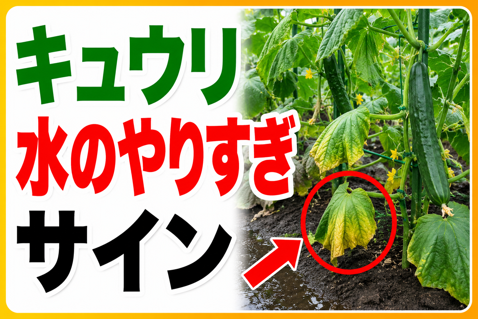 きゅうりの水のやりすぎを見極める3つのポイント｜葉・土・根元のサインで根腐れを防ぐ