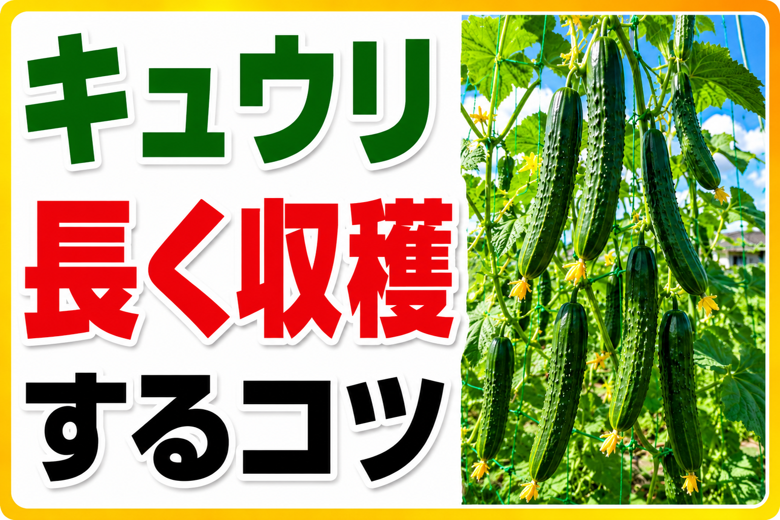 きゅうりの整枝・仕立て方｜1株200本も狙える脇芽かき・摘芯・更新剪定の3つのコツ