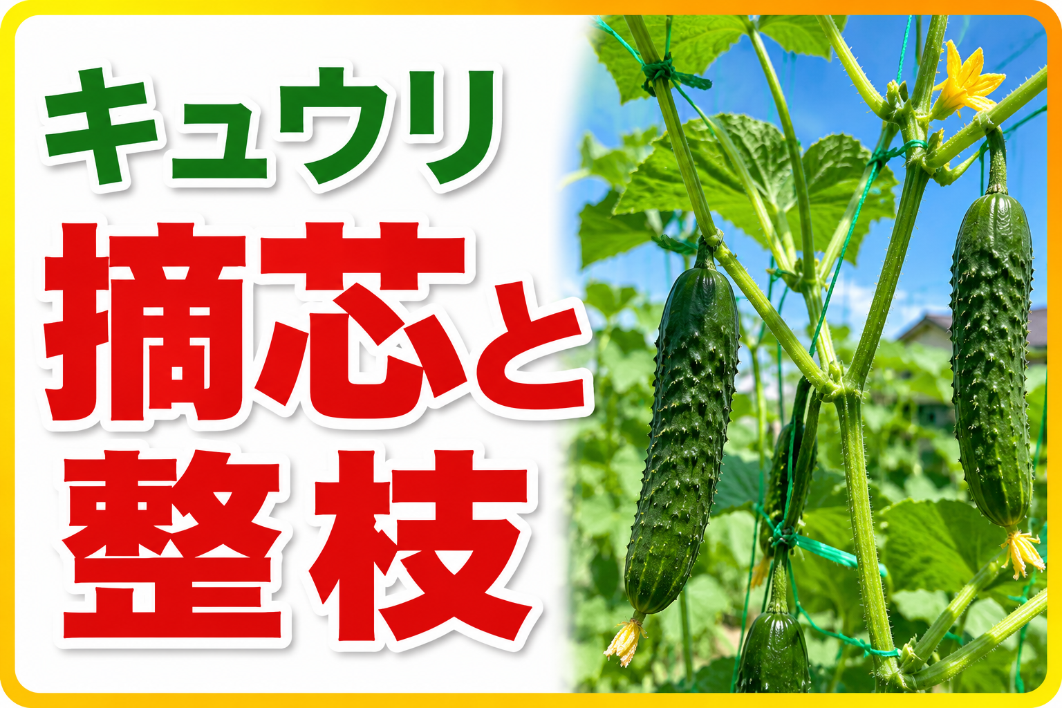 【超重要！キュウリの基本】長〜くたくさん収穫する♪子づるの摘芯・剪定作業〜初心者も分かるきゅうりの育て方〜