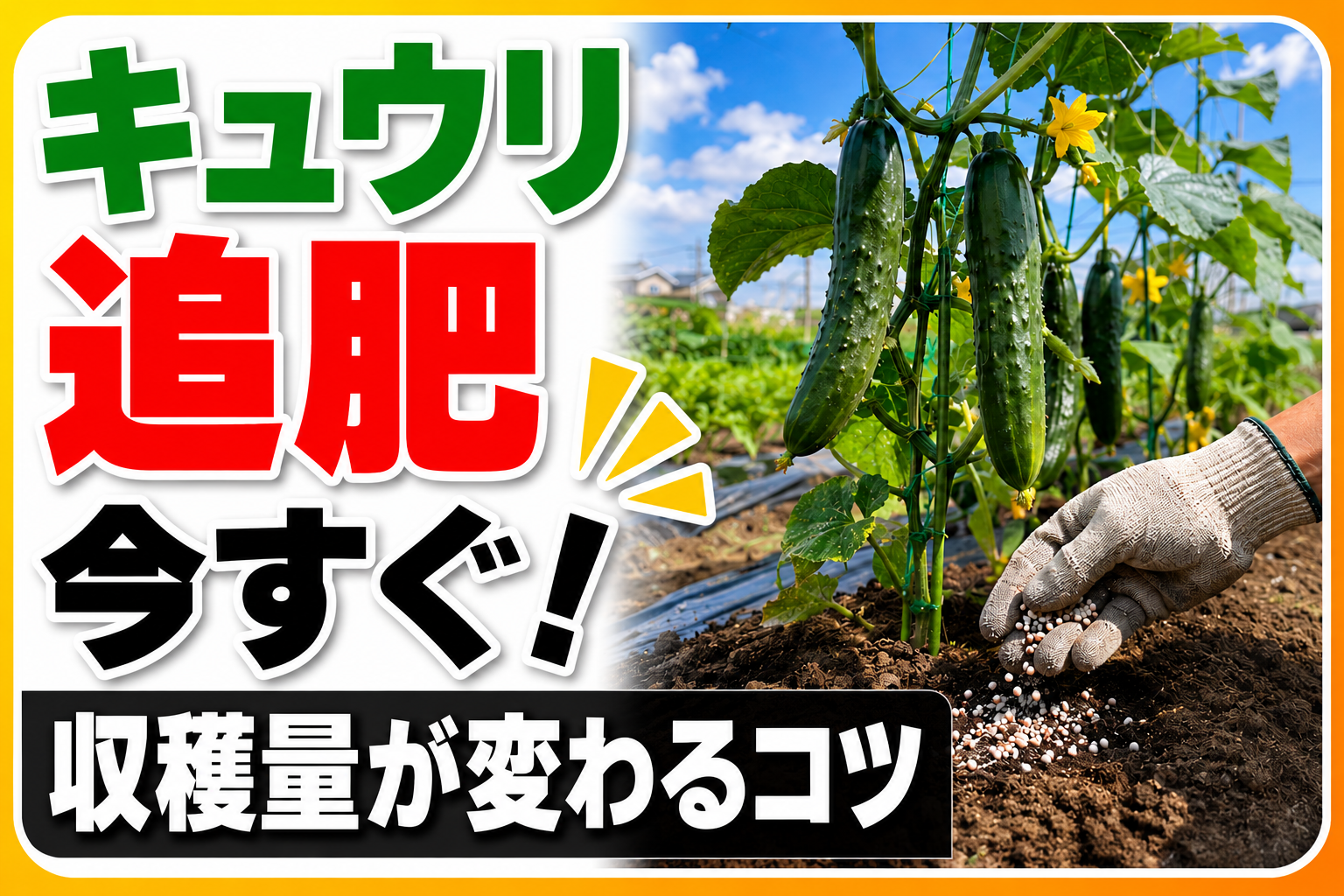 きゅうりの追肥はこれが正解！収穫量が変わる3つのポイント｜いつ・何を・どれだけ