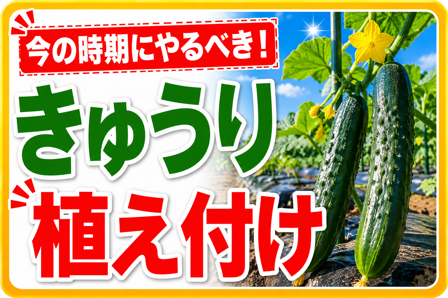 今の時期にやるべき！きゅうり植え付けの正解3ステップ