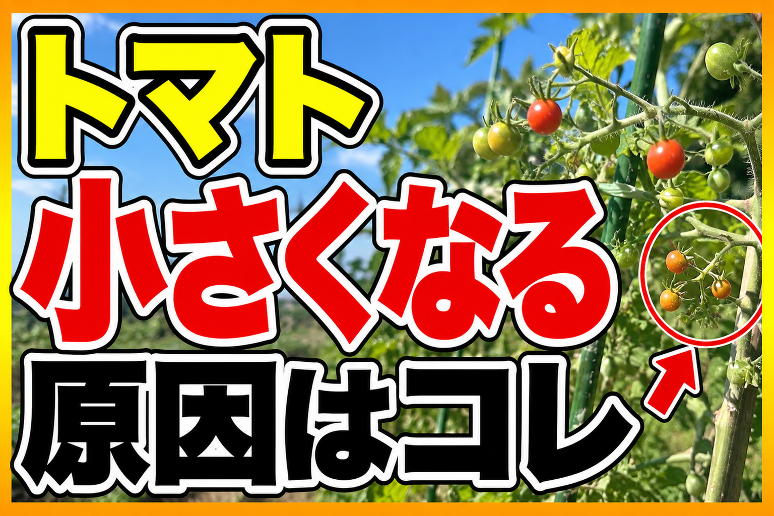 ミニトマトが小さくなる原因はコレでした！摘心3つのポイント