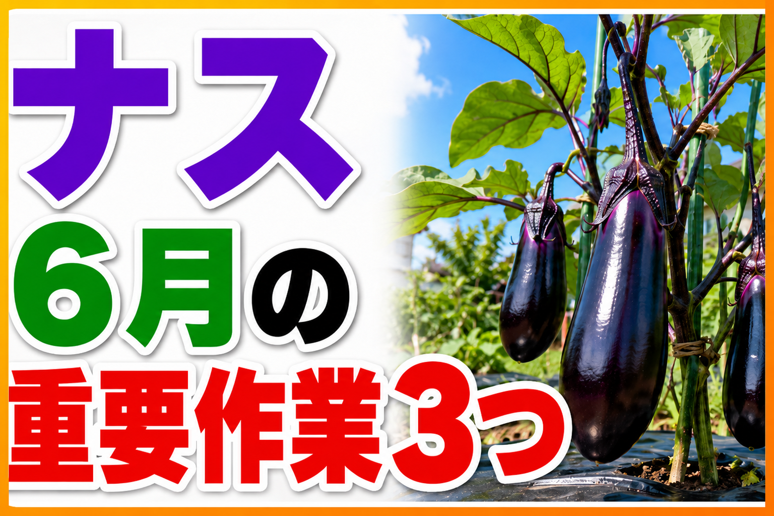 【6月のナス】夏じゅう大収穫！3つの管理ポイント｜仕立て・追肥・水やりの正解