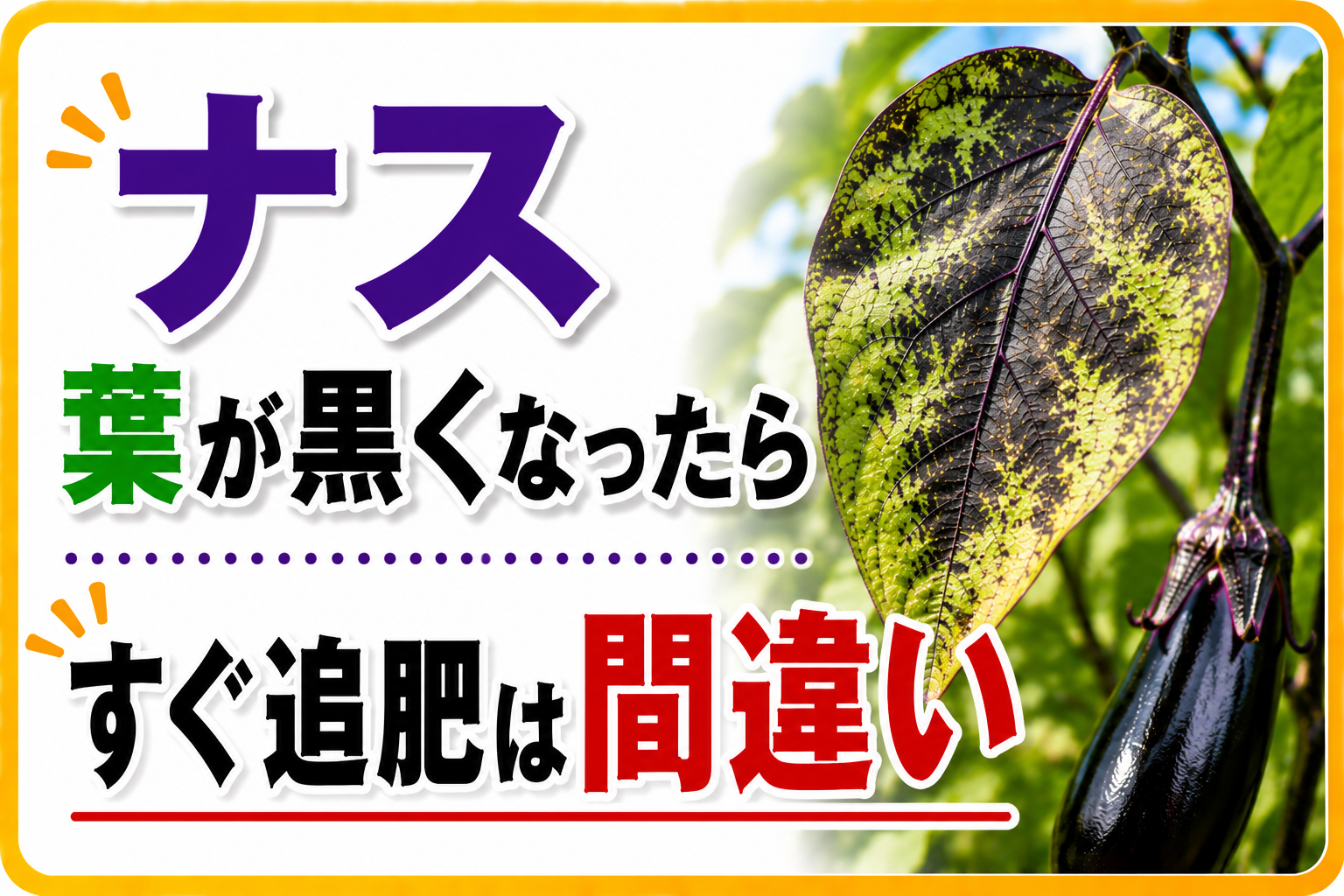 ナスの葉が黒くなったらすぐ追肥するのは間違いです｜原因3つと正しい対処法