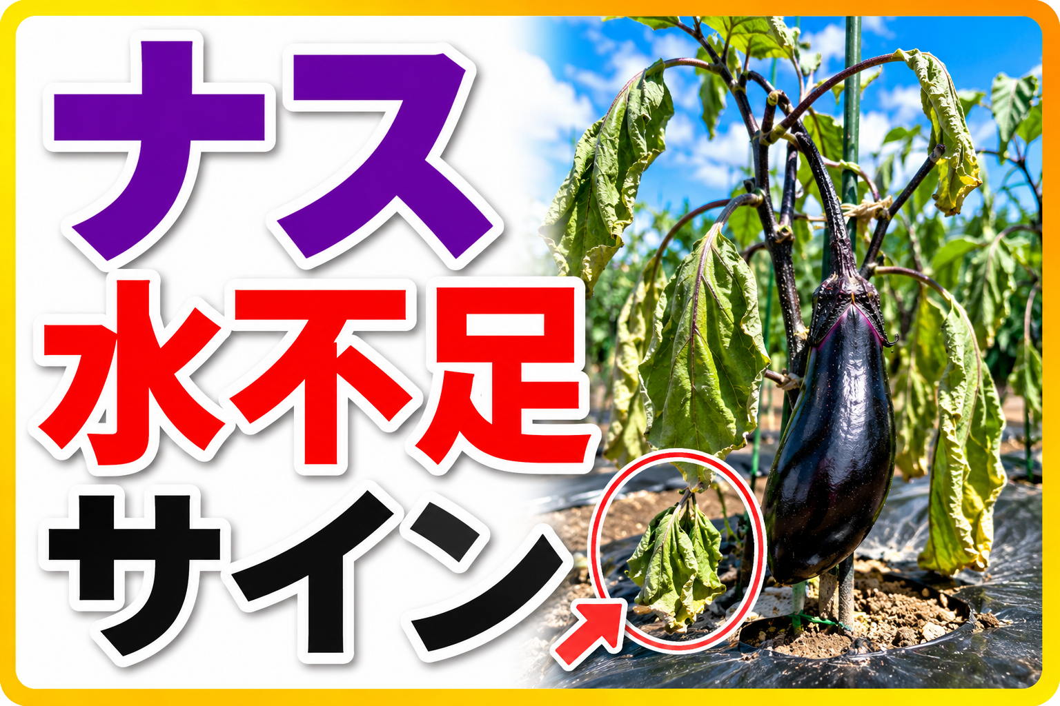 ナスが水不足になっているサインを見逃さないで！早めに気づけば回復できます