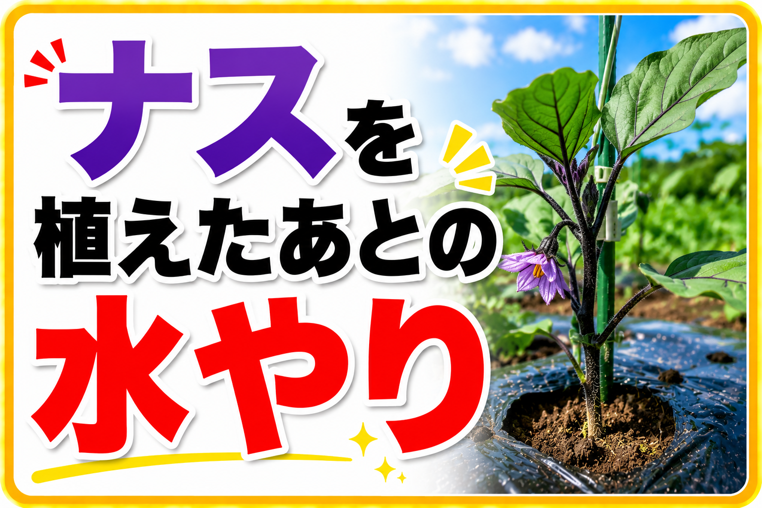 ナスを植えたあとの水やり、そのやり方で失敗します【最初の2週間が勝負】