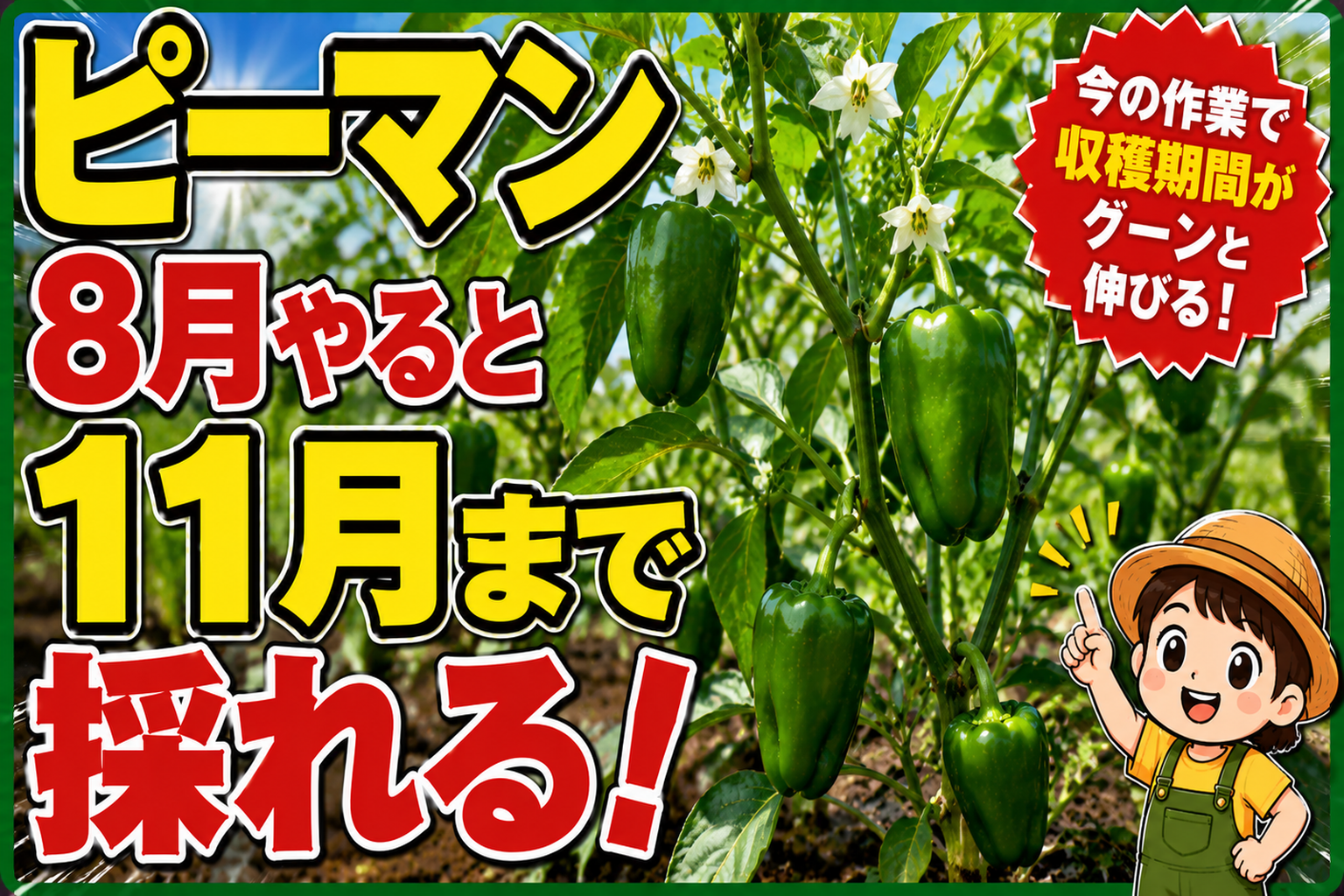 ピーマンが止まったのは夏バテでした｜8月に切ると11月まで採れます