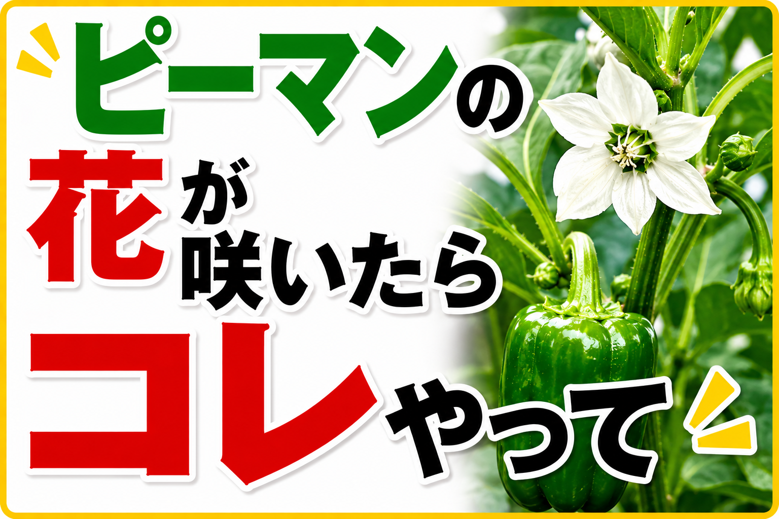 ピーマンの花が咲いたら見逃さないで！収穫量がガラッと変わる3つの作業