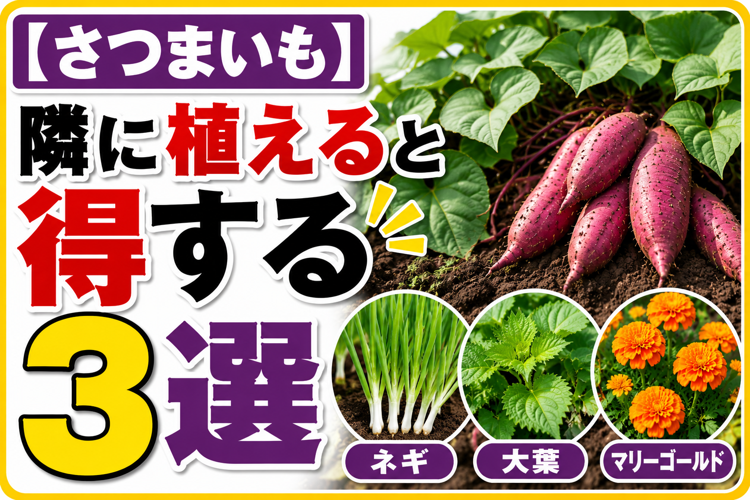 【さつまいも】隣に植えると得する野菜3選
