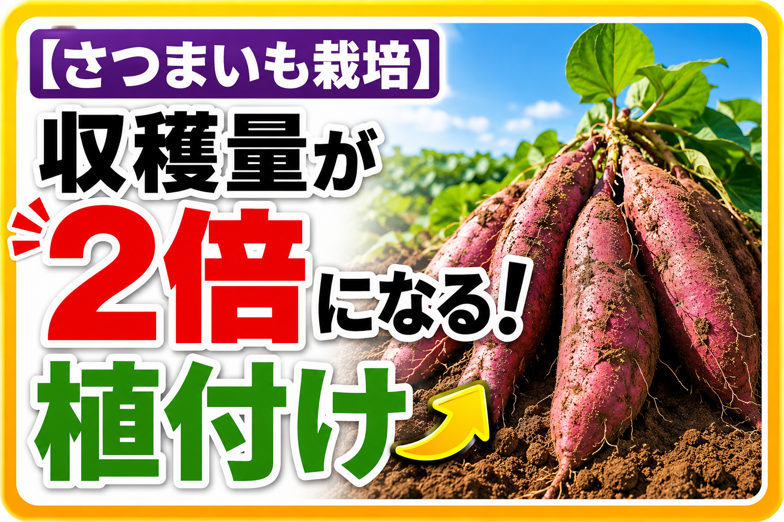 【さつまいも栽培】収穫量が2倍になる！高畝・水揚げ・船底植えの正解3選