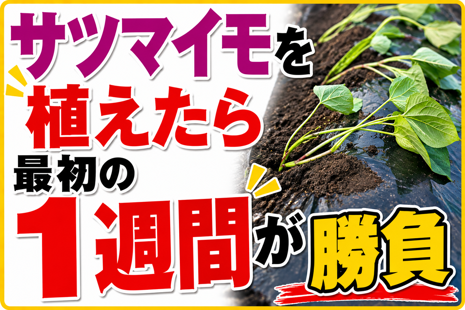 サツマイモを植えたら最初の1週間が勝負！活着を確実にする3つのポイント