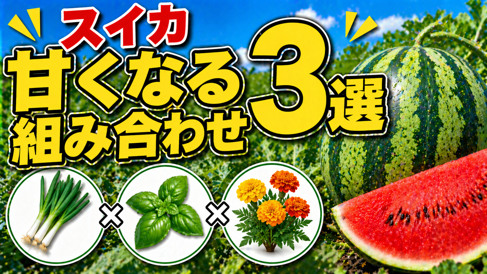 【家庭菜園】スイカの隣にこれを植えるだけで甘さが全然違う！ネギ・バジル・マリーゴールド
