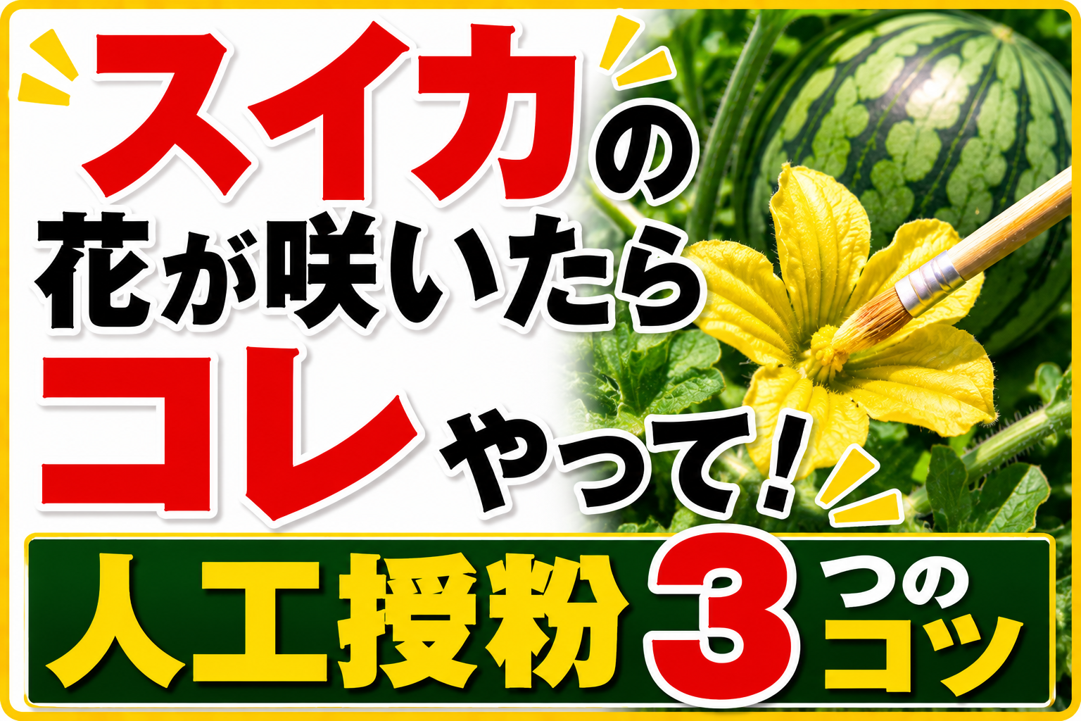 スイカの花が咲いたら見逃さないで！人工授粉を成功させる3つのコツ