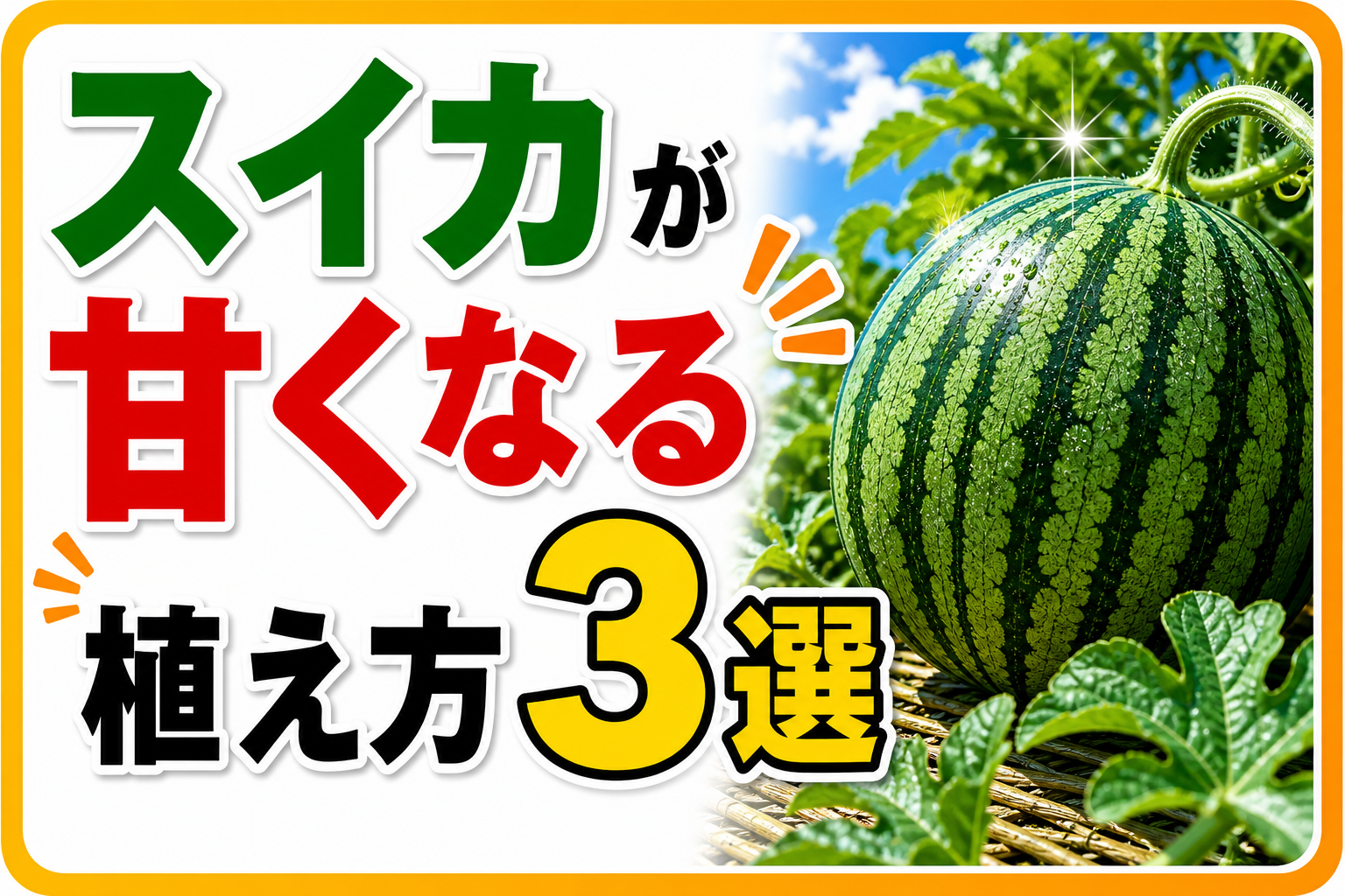 【保存版】スイカが甘くなる植え方3選｜これをやらないと損します