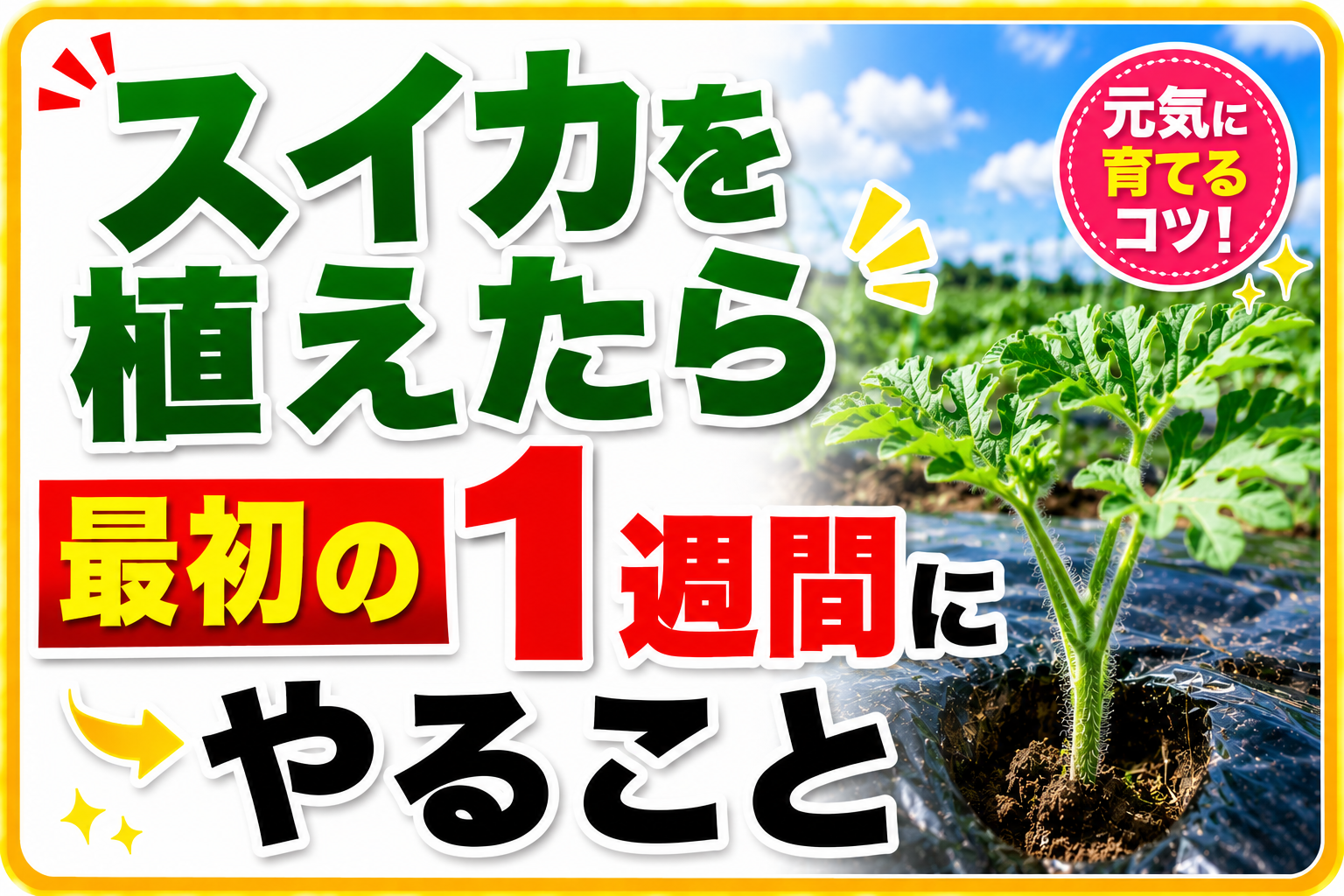 スイカを植えたら最初の1週間にやること｜これを知らないと失敗します
