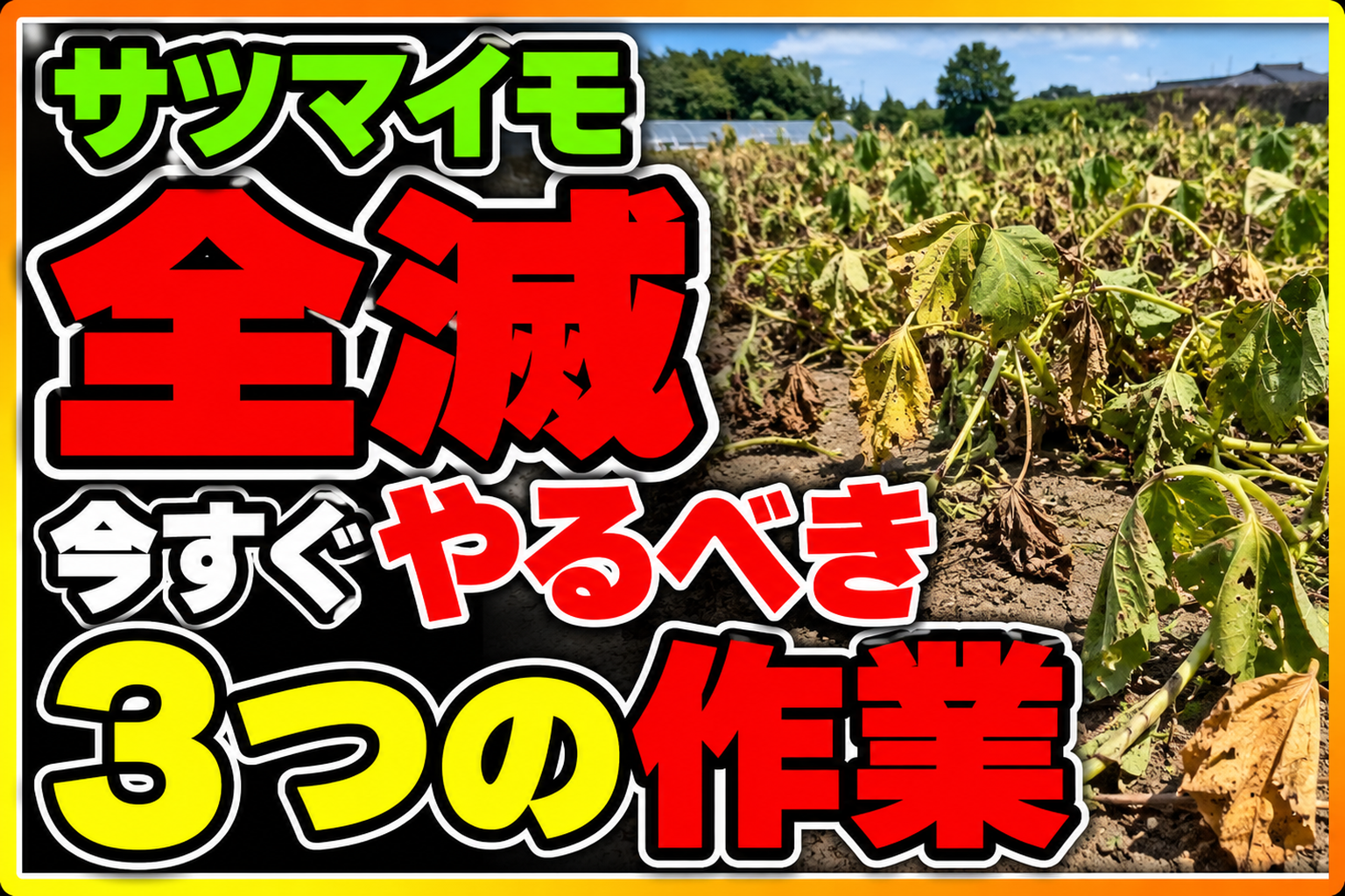 サツマイモが全滅する前に。今すぐやるべき3つの作業