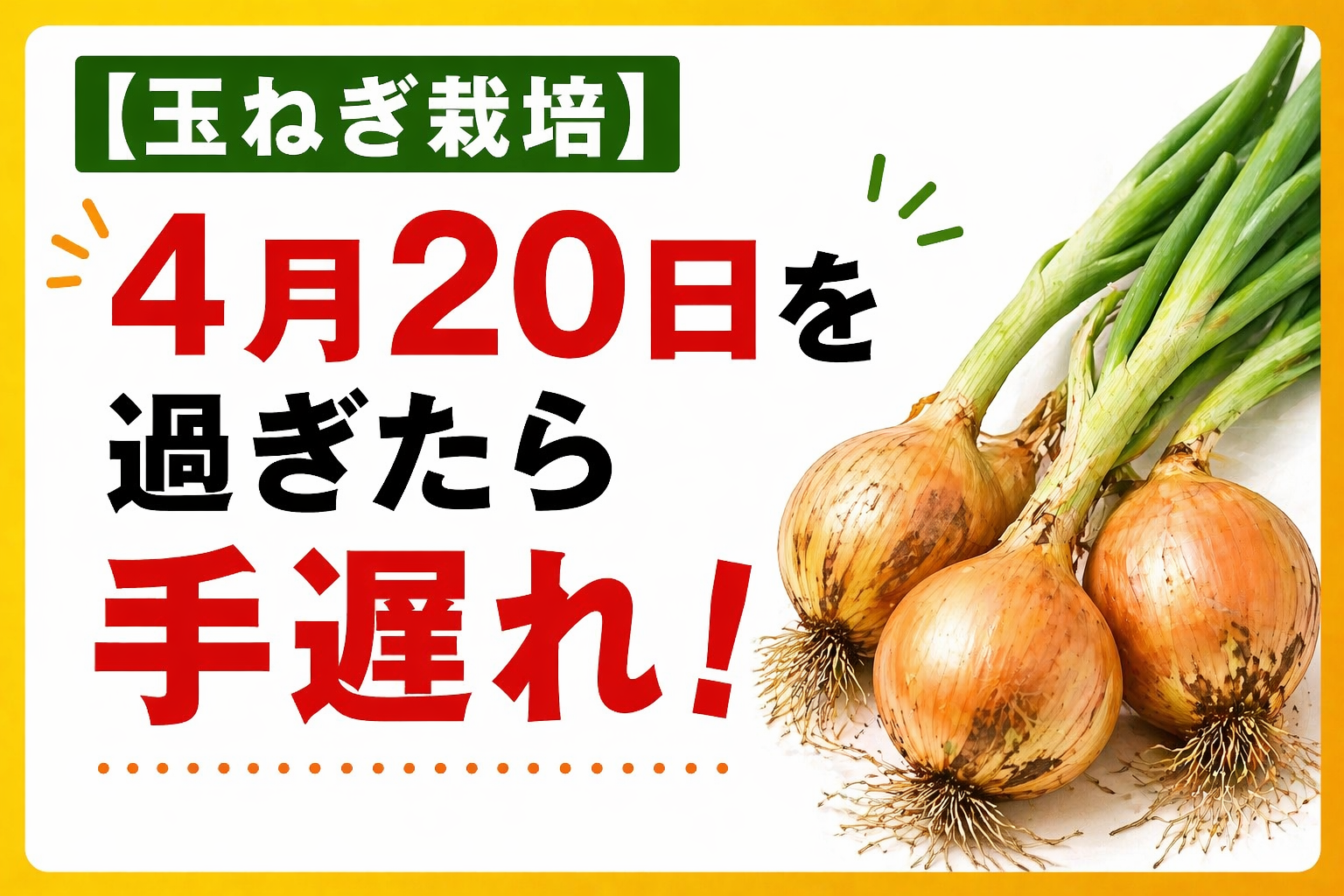 【玉ねぎ栽培】4月20日を過ぎたら手遅れ！今すぐ'首の太さ'をチェックしないと小玉確定します