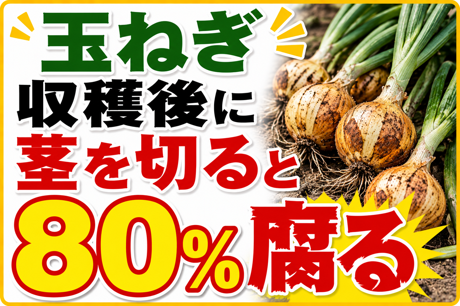 【警告】せっかく穫れた玉ねぎ　茎を短く切ると80%腐ります