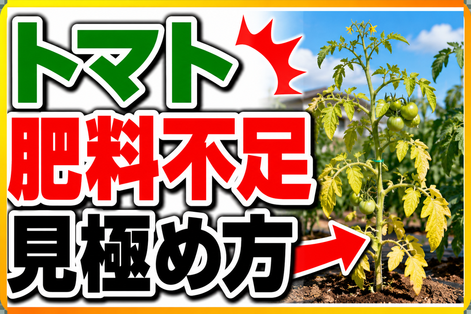 トマトの肥料不足はここを見れば一発！見極める3つのポイント
