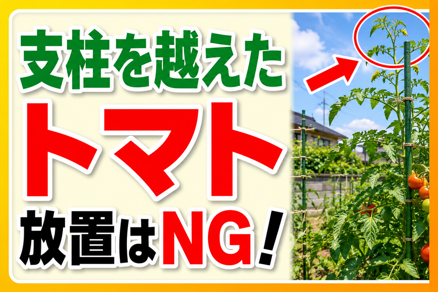 トマトが支柱を越えたらやること3つ｜摘心・誘引・株管理で夏まで収穫を伸ばす