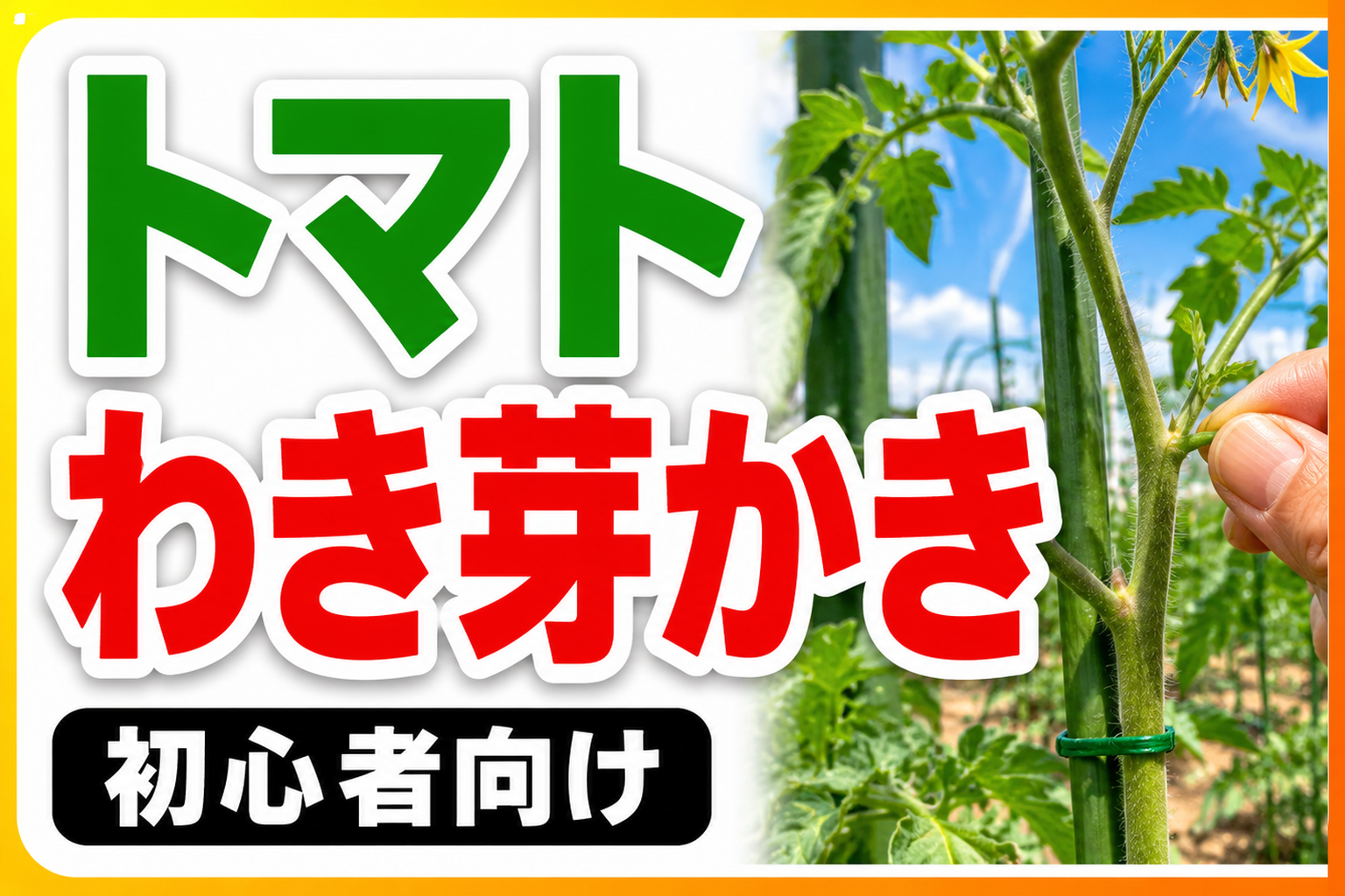 トマトの脇芽かきは全部取ると損します！収穫が増える3つのポイント